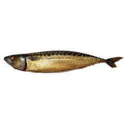Mackerel